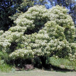 Kukui Tree